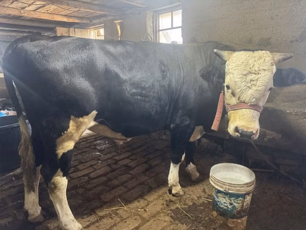 گاو ماده, Simmental cattle