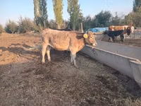 雌牛, Swiss cattle — 写真 2