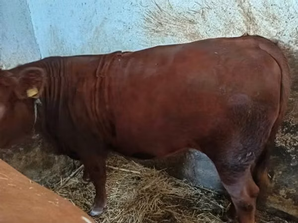 Vaca, Vaca Limousin