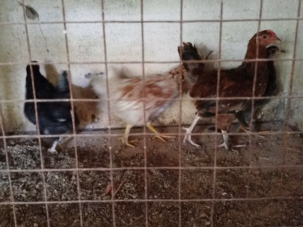 Chickens — Kirgistaan