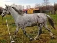 Horse (M), Oldenburg horse — photo 1