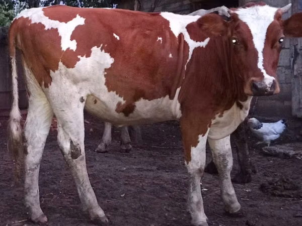 Cow, Cattle — Moldova