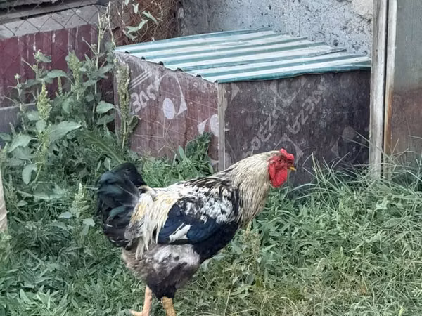 Brahma — Kyrgyzstan