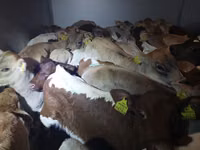 सांड, Simmental cattle — फ़ोटो 2