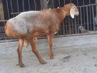 Cừu đực, Saryarka sheep — ảnh 3