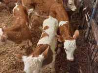 Bou, Simmental cattle — foto 5