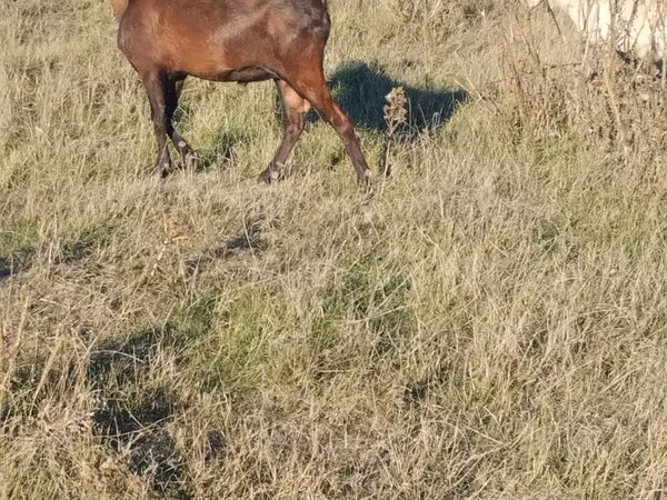 Billy Goat, Alpine goat — Moldova
