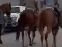 Horse (M), Arabian horse — photo 4