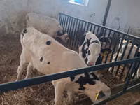 Boğa, Russian Black pied cattle — foto 4