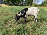 ወንድ ፍየል, Goats — ፎቶ 4