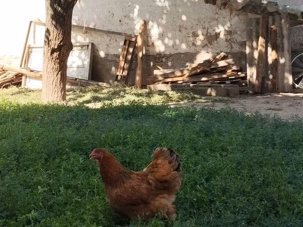 Chickens — 乌兹别克斯坦
