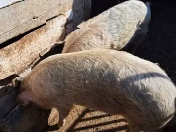 Sow, Pigs — Hungary