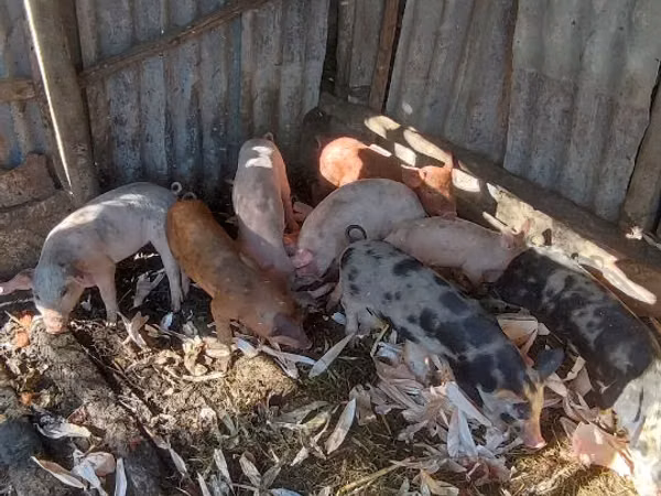 Boar, Pigs — Moldova