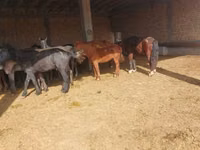 Horse (M), Horse breed — photo 4