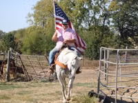 Horse (M), Quarter Horse — photo 6