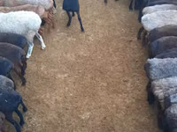 Ram, Sheep — photo 6