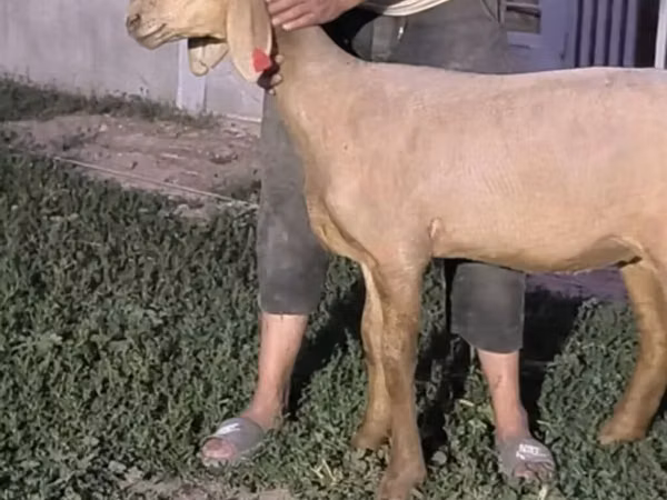 میش, Arashan sheep