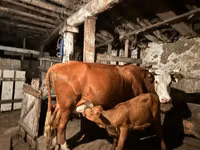 Vaca, Latvian Blue cattle — foto 3