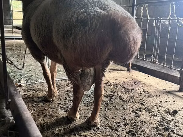 Ram, Sheep — Kyrgyzstan