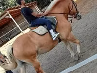 Hing, Haflinger — 3. fotó
