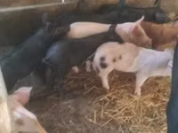 Pigs (batch, sex not specified) — photo 2