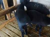 Ram, Sheep — photo 6