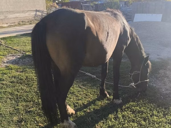 Mare, Horses — Kazakhstan