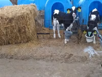 Banteng, Holstein breed — foto 1
