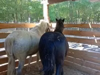 Horse (M), Horses — photo 3