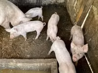 Babi betina — foto 2