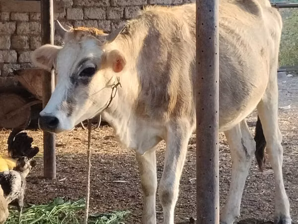 Vache, Bovins — Azerbaïdjan