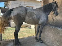 Ձի, Kazakh horse — լուսանկար 2