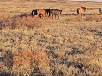 Mare, Horses — photo 1