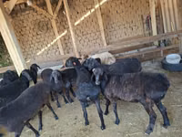 Kambing jantan, Goats — foto 4