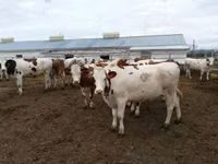 Býk, Russian Black pied cattle — foto 5