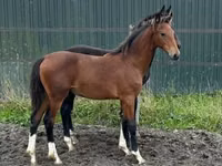 Kanca, Dutch warmblood horse — 2. fotó
