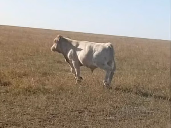 Bull, Cattle — Kazakhstan