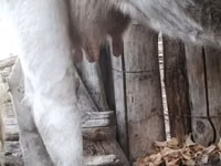 Cow, Latvian Blue cattle — photo 4