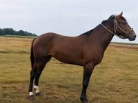Horse (M), Horses — photo 3