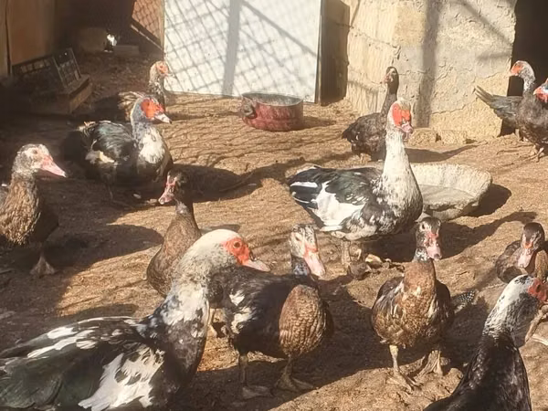 Ducks — جمهوری آذربایجان