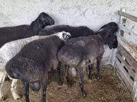 公羊, Blackheaded Persian sheep — 照片 4