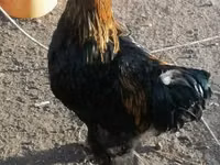 Chickens — รูปภาพ 7