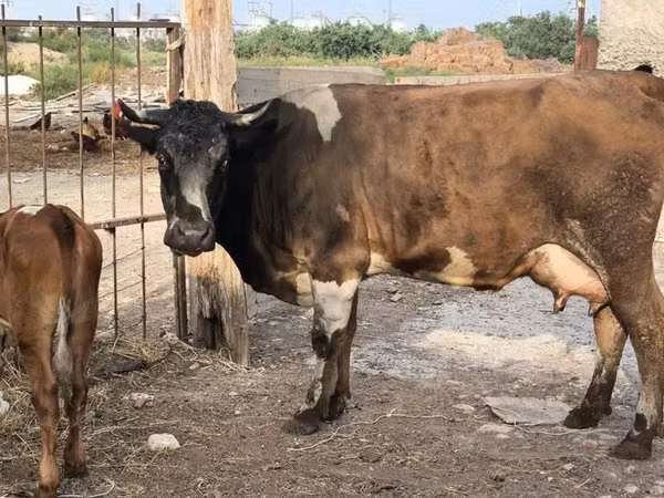 Cow, Cattle