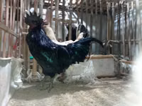Chickens — 2. fotó