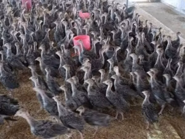 Turkeys — Azerbaijan