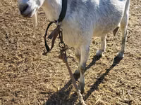 Koza, Saanen goat — fotografija 2