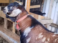 Billy Goat, Nubian Goat — photo 1