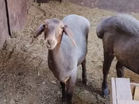 Sheep, Dorper sheep — photo 4