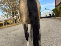 Mare, Welsh Mountain Pony — photo 3