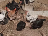 Chickens — फ़ोटो 8